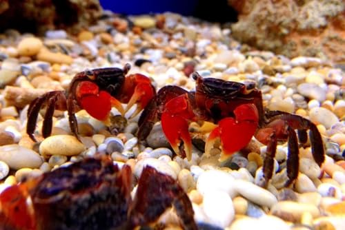 Medium Size Calcium Feeder Stars & Shells for Shrimp, Snails, Crabs, Crayfish, Hermit Crabs and All Tropical Fish…125 Count Bag - size: 125 Count (Pack of 1)