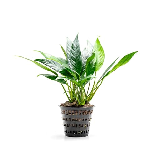 Anubias Live Aquarium Plants - Potted Freshwater Plant for Fish Tanks, Terrariums - Beginner Friendly Low Light (Lanceolata, Mother Plant)
