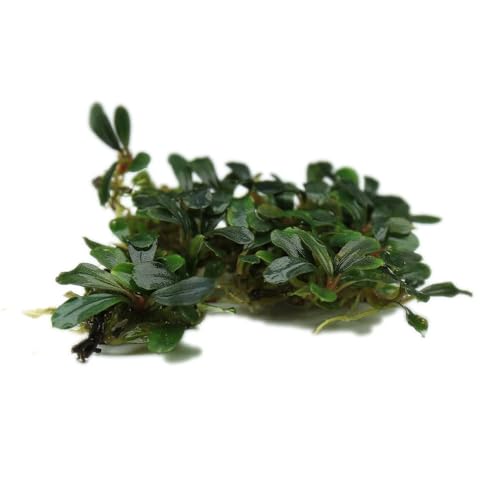 Bucephalandra Black Pearl Live Aquarium Plant - Natural Freshwater Fish Tank Decorations and Aquatic Decor (Plant (10-15 Leaves)) - color: Black Pearl, size: Loose Plant (10-15 Leaves)