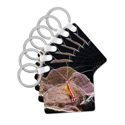 3dRose, cleaner shrimp red animal aquarium, Key Chain - size: set of 6 Key Chains