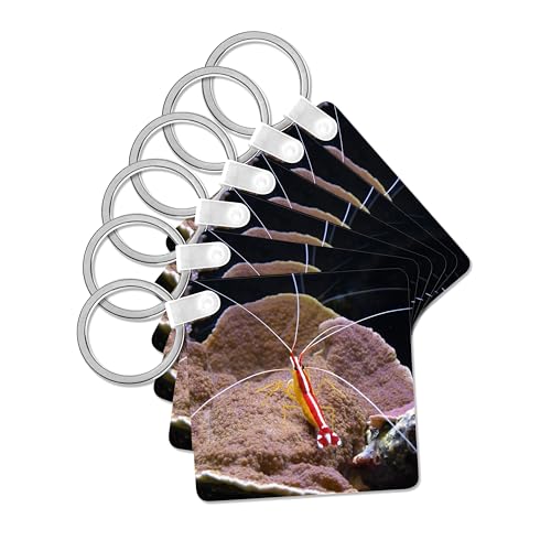 3dRose, cleaner shrimp red animal aquarium, Key Chain - size: set of 2 Key Chains
