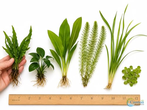 Live Aquarium Plants Bundle 6 Pack Beginner Freshwater Plants Low Light No CO2 - Low | Medium | High Light
