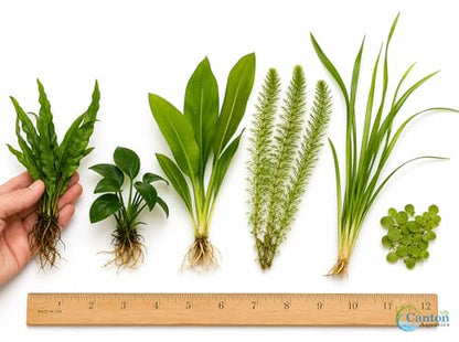 Live Aquarium Plants Bundle 6 Pack Beginner Freshwater Plants Low Light No CO2 - Low | Medium | High Light
