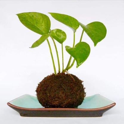 Moss Ball Flower Pot Natural Planter Bonsai Plant Holder Bird Nest for DIY Gardening Home Table Decoration - 15cm