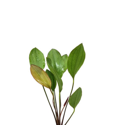 Amazon Sword Echinodorus Red Melon - Live Aquarium Plant - Freshwater - Medium Light - size: Standard