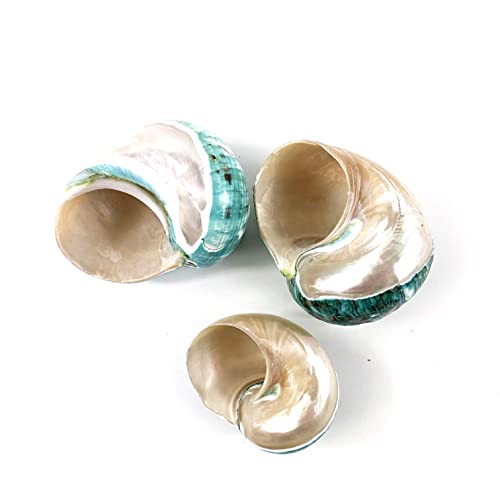 Heyiwell Large Polished Jade Top Turbo Seashells&Hermit Crab Shells3.5~4.5" Inch