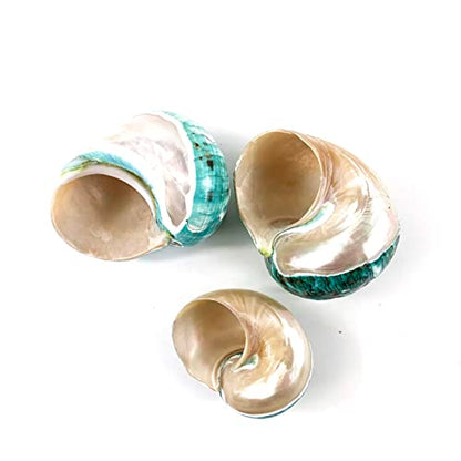 Heyiwell Large Polished Jade Top Turbo Seashells&Hermit Crab Shells3.5~4.5" Inch
