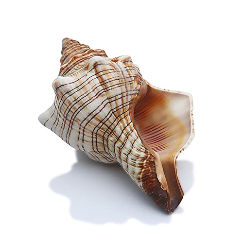 2PCS Conch Shell Large Natural Seashells Perfect for Fish Tank Wedding Decor Beach Theme Party Home Decorations