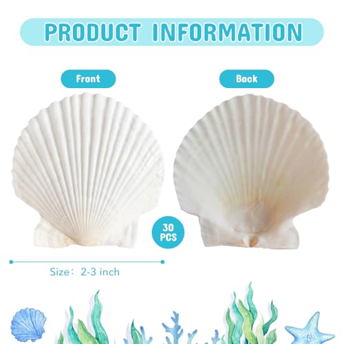 30Pcs Sea Shells, 2''-3'' Natural Scallop Crafts - DIY Beach Seashells Decorating Painting Ocean Themed Party Wedding Shell Bowl Jewelry Holder