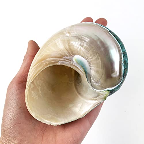 Heyiwell Large Polished Jade Top Turbo Seashells&Hermit Crab Shells3.5~4.5" Inch