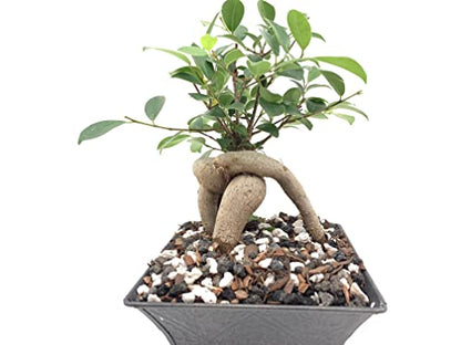 Calcined Clay for Bonsai, Succulent, Cactus | 2 Quarts Bag | 1/8” Particle Size | The Bonsai Supply - size: Calcined Clay 2 Quarts