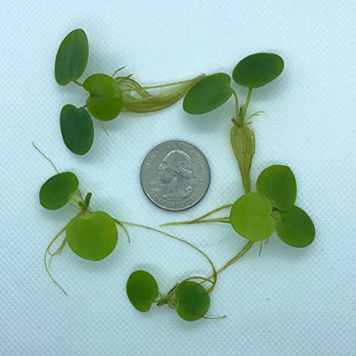 20+ Leaves Amazon Frogbit (+Free Bonus Plant +Invisible Feeding Ring) Live Floating Plant for Aquarium (Limnobium Laevigatum) by Aquarigram - size: Plants + Invisible Feeding Ring (see video)