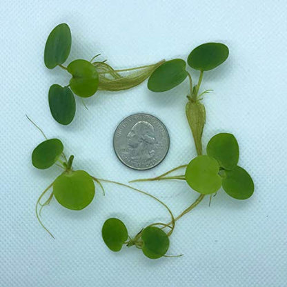 20+ Leaves Amazon Frogbit (+Free Bonus Plant +Invisible Feeding Ring) Live Floating Plant for Aquarium (Limnobium Laevigatum) by Aquarigram - size: Plants + Invisible Feeding Ring (see video)