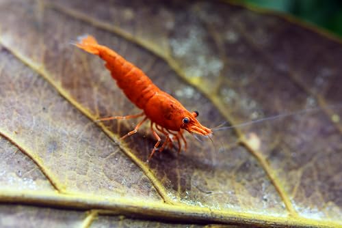Swimming Creature™ Premium High-Grade Neocaridina Shrimps with Assorted Mystery Snails, Freshwater Aquarium (10 Mixed Shrimps 3 Snails)