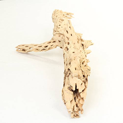 Koyal Wholesale 18-20" Cholla Wood Aquarium Leopard Gecko Tank Accessories Untreated Large Driftwood for Aquarium Wood Hermit Crab Accessories Drift Wood for Shrimp Tank Gecko Accessories