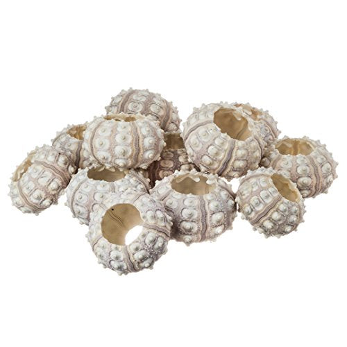 Nautical Crush Trading 12 Purple Sputnik 1.5-3" Sea Urchin Shells - Air Plant Holder - No Plants Included