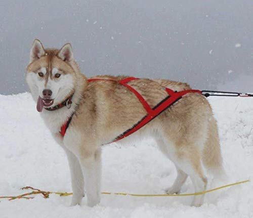 Neewa Pro Sled Dog Harness (Red, Large) - size: Large (Neck 18 Chest 32 Back 21)