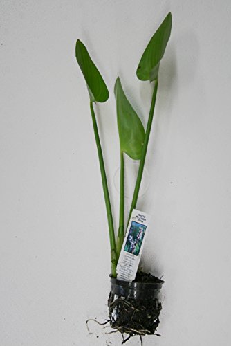 Pond Plant Pickerel, White