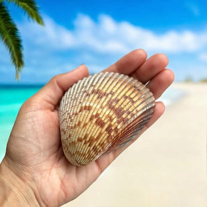 Large Cockle Sea Shells, 2.5"-4.5" Various Sizes Natural Seashells for Baking Shells Beach Themed Party DIY Crafts Fishtank Ocean Home Wedding Decorations (2)