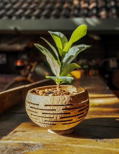 Set of 2 Horizons Coconut Planters w/Drainage Hole- Perfect for Succulents, Flowers, Small Plants, Indoor & Outdoor Gardens- Handcarved by Artisans, Eco-Friendly & Sustainable