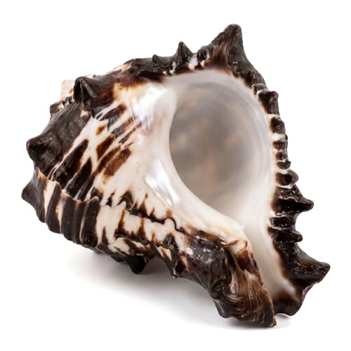 Large Natural Conch Shell - Jumbo Seashells for Decorating, Beach Theme Party, Fish Tank & DIY Crafts - Authentic Magic Conch Shell Decor