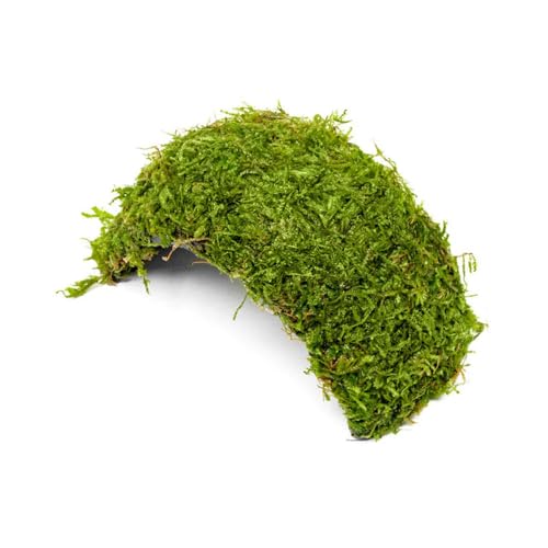 Live Planted Decor - Christmas Moss (Vesicularia montagnei) on Coconut Shell Bridge - Low Light, Green Freshwater Aquatic Plant, Foreground Aquarium Placement for Aquascaping - 1 Pack