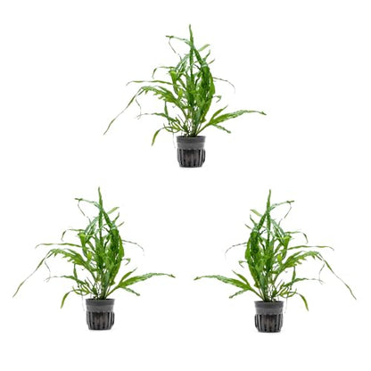 Java Fern Live Aquarium Plants - Potted Freshwater Plant for Fish Tanks - Beginner Friendly, Low Light (Trident, 3 Pots) - color: Trident, size: Pot - 3 Count