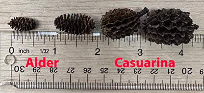 Awesome Aquatic Shrimp Combo Kit 10 Each Catappa, Mulberry and Dadap Leaves, Alder & Casuarina Cones, 10 g Catappa Bark and 1-6 inch Cholla Wood