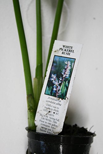 Pond Plant Pickerel, White