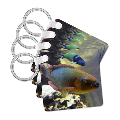 3dRose, colorful parrotfish animal fish aquarium, Key Chain