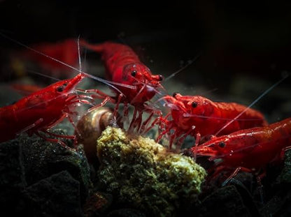 Swimming Creatures™ 10 Mixed Premium High-Grade Neocaridina Freshwater Aquarium Shrimp Live (Assortment of 4 colors)