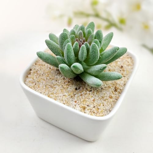 5 lbs Aquarium Silica Sand. 0.4-0.8 mm Mini Gravel Substrate for Fish Tank, Plants Potted, Fire Pits, Candle, Vase Filler and Crafts - color: Beige, size: 5 LB