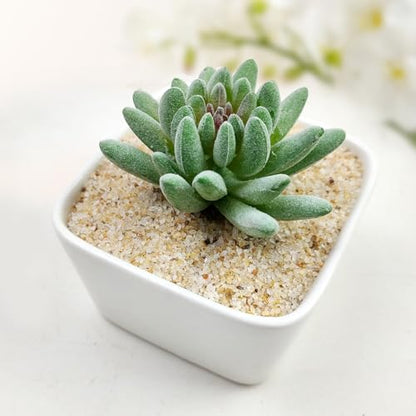 5 lbs Aquarium Silica Sand. 0.4-0.8 mm Mini Gravel Substrate for Fish Tank, Plants Potted, Fire Pits, Candle, Vase Filler and Crafts - color: Beige, size: 5 LB