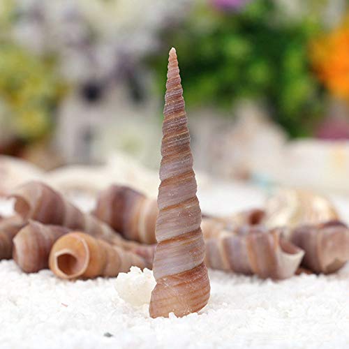 50 Pcs Medium Sea Shells Natural Seashells for Fish Tank, Home Decorations, Beach Theme Party, Wedding Decor, DIY Crafts, Fish Tan