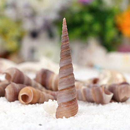 50 Pcs Medium Sea Shells Natural Seashells for Fish Tank, Home Decorations, Beach Theme Party, Wedding Decor, DIY Crafts, Fish Tan