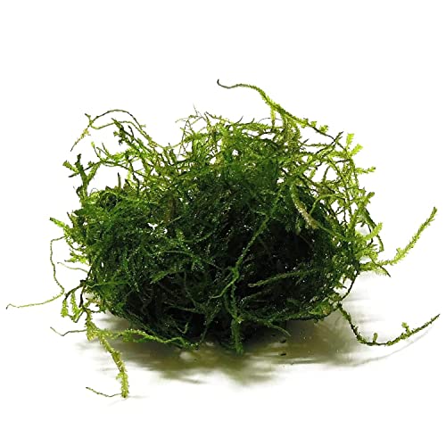 Java Moss 5-Pack Taxiphyllum Barbieri Portion Cups - Live Aquarium Moss for Freshwater Fish Tanks, Shrimp Breeding, Aquascaping, Low Light No CO2 Required