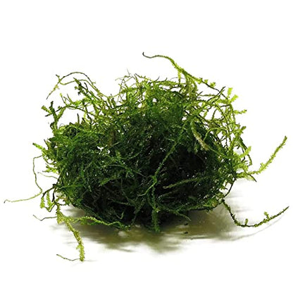 Java Moss 5-Pack Taxiphyllum Barbieri Portion Cups - Live Aquarium Moss for Freshwater Fish Tanks, Shrimp Breeding, Aquascaping, Low Light No CO2 Required
