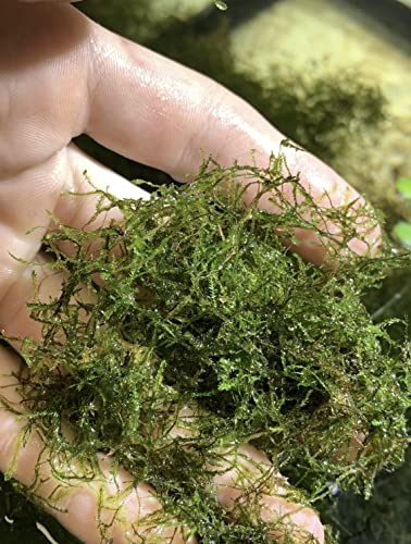 3X Java Moss Taxiphyllum Barbieri - Live Aquarium Plants Moss Aquatic Plants Vesicularia Dubyana