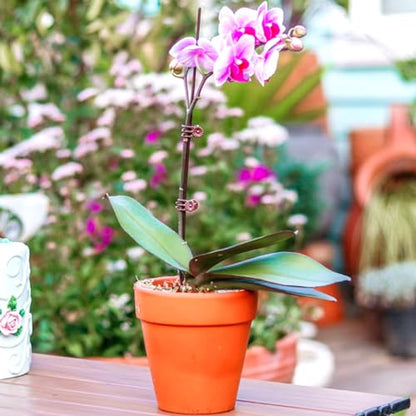GXXMEI 400PCS Plant Clips, Orchid Clips Plant Orchid Support Clips Flower and Vine Clips for Supporting Stems Vines Grow Upright Dark Brown