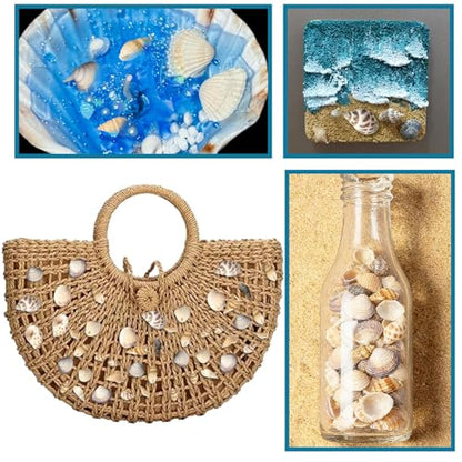Seashells for Crafts Natural Mixed Seashells, 4 Pack Box,Small Shells for Crafts Mini Shells for Craft, Decoration, Vase Filler(550 pcs)
