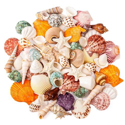 Sea Shell Mixed Ocean Shells Set, 15 Kinds 1.2"-2.7" Various Sizes Natural Seashell & Starfish for Beach Themed Decor, DIY Crafts, Vase Fillers, Fish Tank, Home, Wedding and Party Decoration