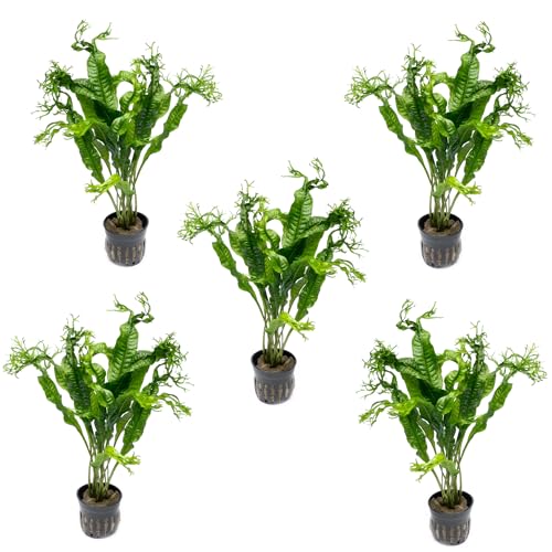 Java Fern Live Aquarium Plants - Potted Freshwater Plant for Fish Tanks - Beginner Friendly, Low Light (Windelov, 5 Pots) - color: Windelov, size: Pot - 5 Count