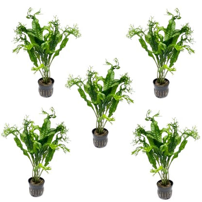 Java Fern Live Aquarium Plants - Potted Freshwater Plant for Fish Tanks - Beginner Friendly, Low Light (Windelov, 5 Pots) - color: Windelov, size: Pot - 5 Count