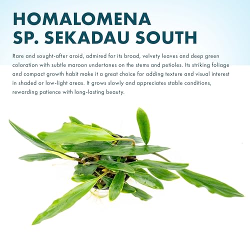 Live Plants – Sekadau South Homalomena (Homalomena sp.) – Low to Medium Light, Deep Green Accent Semi-Aquatic Plant, Midground Aquarium Placement, Rhizome Growth - Pot, 3 Pack