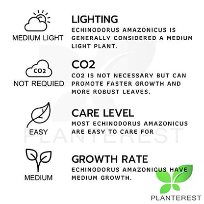 – Amazon Sword Bundle Medium Easy Background Live Aquarium Plant Decorations BUY2GET1FREE