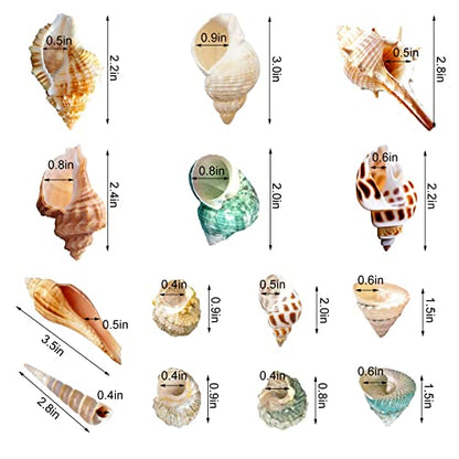 Lucky Baby 15+pcs Hermit Crab Shells Small to Medium Sea Conch Size 1/4-1 1/2 Inches Natural Growth Turbo Seashells Conch for Small Hermit Crab Turbo Shells