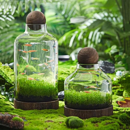 Glass Aquarium with Wooden Base, Microecosphere Fish Tank, Transparent Bottle-Shaped Batta Fish Bowel, Micro-Landscape Ecological Aquarium, Modern Glass Goldfish Tank,XL - color: Xl