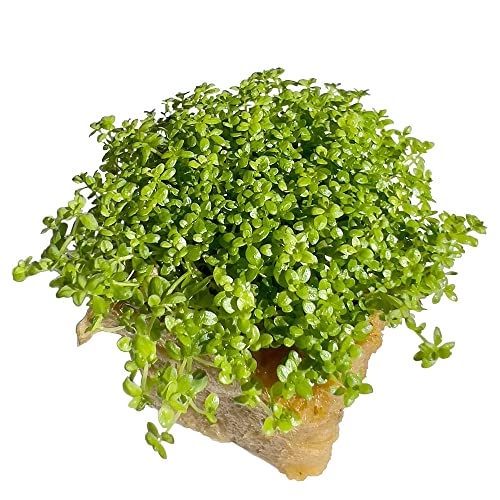 Dwarf Baby Tears Hemianthus Callitrichoides HC Live Aquarium Plants Freshwater Fish Tank