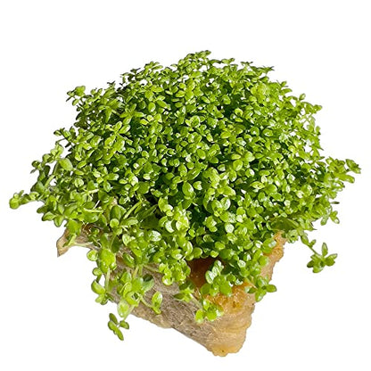 Dwarf Baby Tears Hemianthus Callitrichoides HC Live Aquarium Plants Freshwater Fish Tank