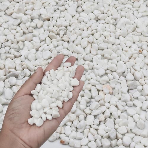 3LB White Succulent & Cactus Gravel Pebbles - 1/4-3/8 Inch Natural Polished River Rocks, Decorative Stones for Plants, Terrariums, Vases, Aquariums & Outdoor Gardening